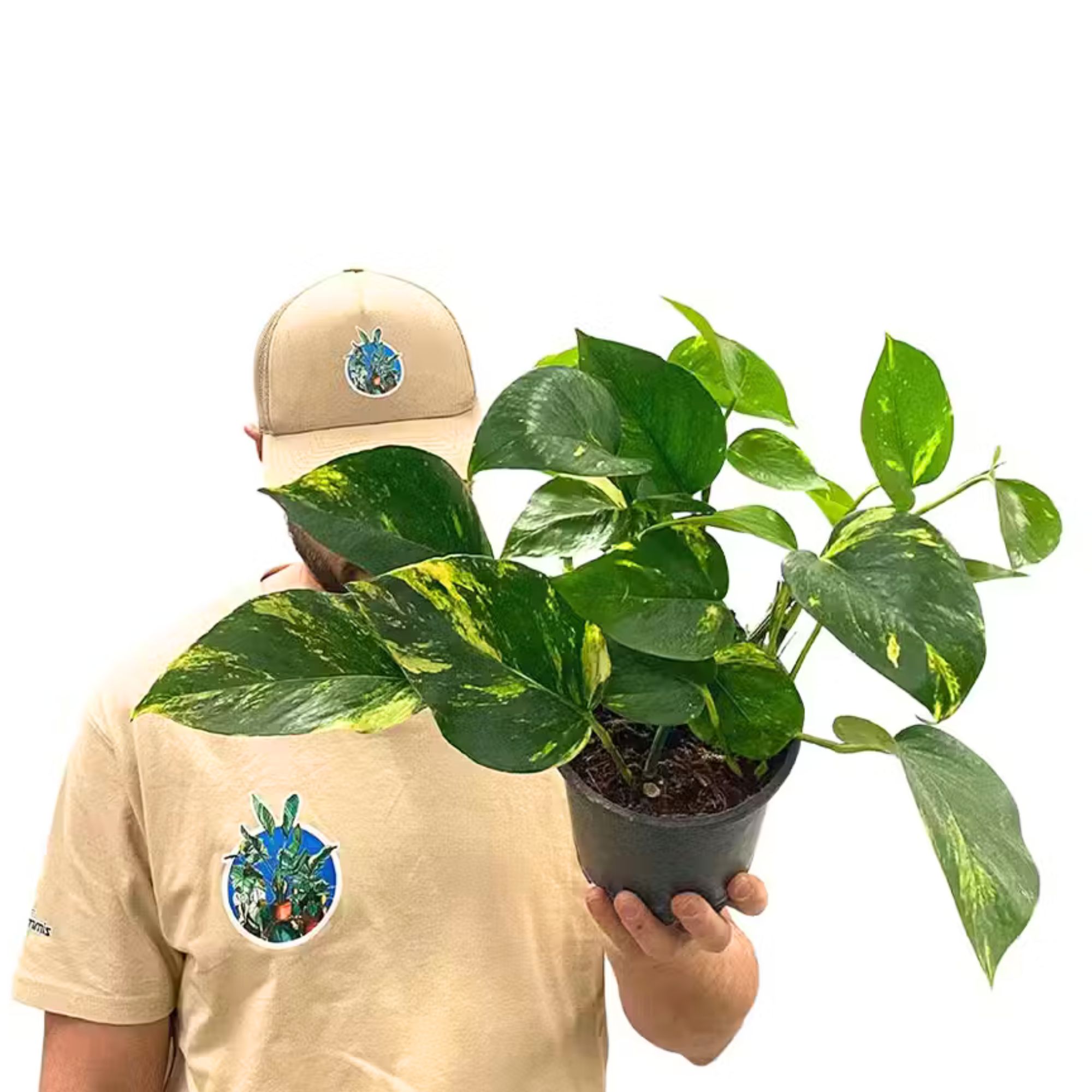 Epipremnum Pinnatum Aureum